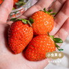 沃野青青有机草莓 2.3±0.1斤 | 合作农友生产，来自陕西咸阳，生产者：郑力行 *【公平贸易农人定价】 商品缩略图6