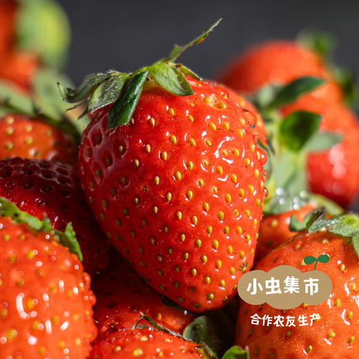 沃野青青有机草莓 2.3±0.1斤 | 合作农友生产，来自陕西咸阳，生产者：郑力行 *【公平贸易农人定价】 商品图3