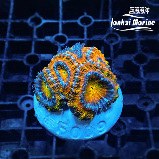 彩虹糖果脑 商品图2