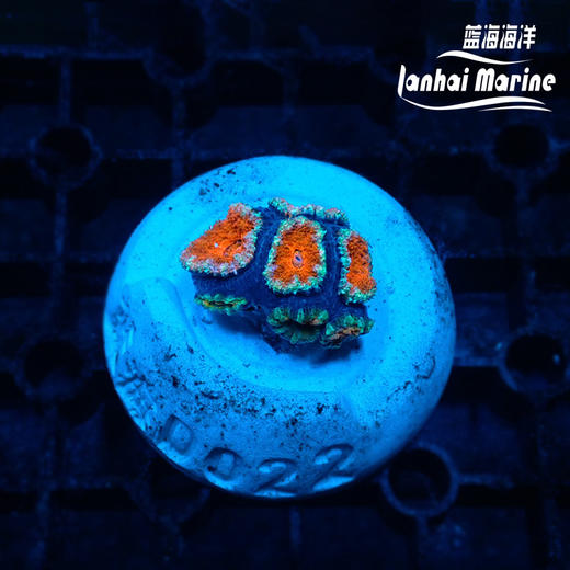 彩虹糖果脑 商品图5