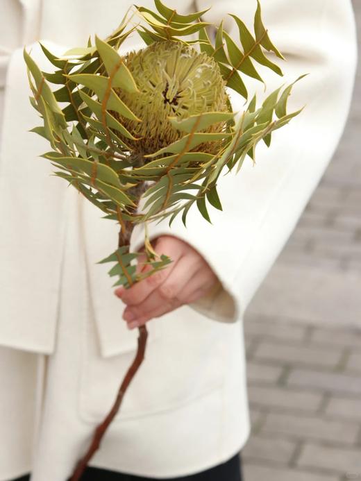 澳大利亚进口各色佛塔花班克木干花 商品图5