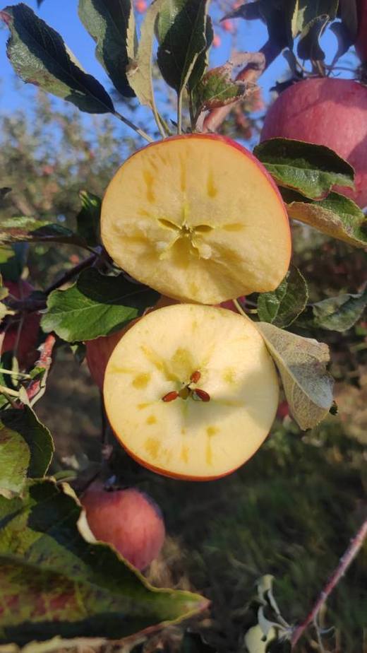 合作产品/ 新疆伊犁生态苹果 商品图2