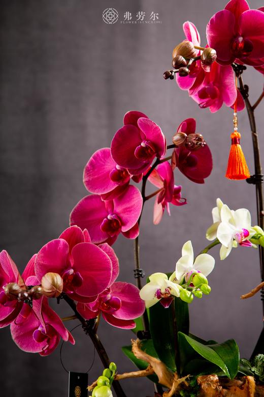 蛇年大吉 商品图1