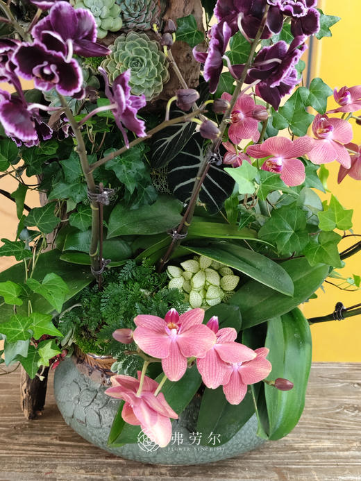 JT紫气东来 商品图2