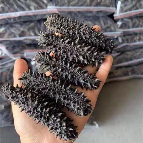 俄罗斯进口萨哈林大红参 20头 纯野生海参 淡干货海参 商品图3