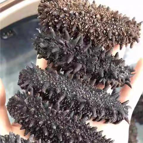 俄罗斯进口萨哈林大红参 20头 纯野生海参 淡干货海参 商品图0