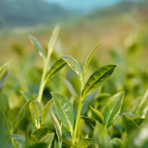 八马茶叶 福鼎白茶白牡丹礼盒装 商品图3