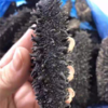 俄罗斯进口萨哈林大红参 20头 纯野生海参 淡干货海参 商品缩略图4