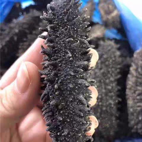 俄罗斯进口萨哈林大红参 20头 纯野生海参 淡干货海参 商品图4