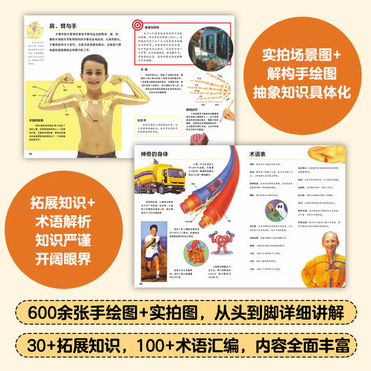 青少年身体认知和管理书：身体是如何工作的？（全8册） 商品图3