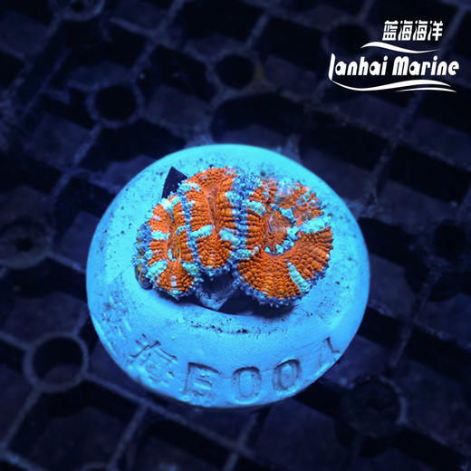 彩虹糖果脑 商品图1