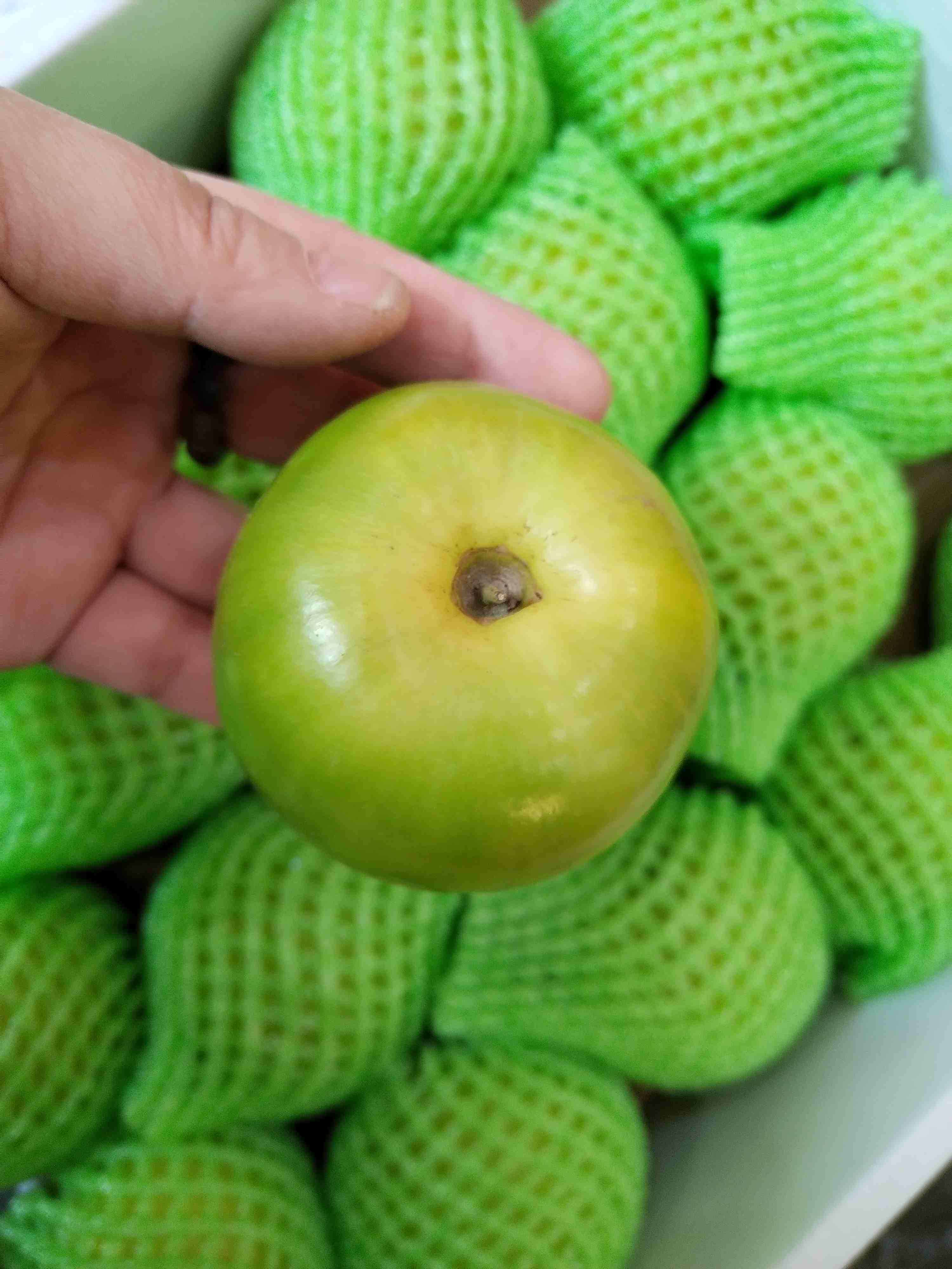 苹果枣（润达）