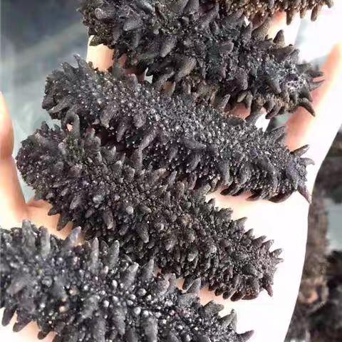 俄罗斯进口萨哈林大红参 20头 纯野生海参 淡干货海参 商品图1