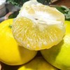 【分仓直发包邮】福建漳州翡翠葡萄柚一级果5斤（3-5个）（大果单果450g+） 商品缩略图4