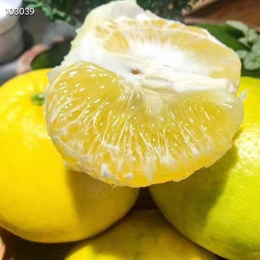 【分仓直发包邮】福建漳州翡翠葡萄柚一级果5斤（3-5个）（大果单果450g+） 商品图4