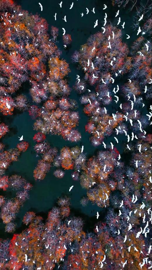 1月21日中山 “鹭鸟的天堂”1天航拍<精品小团> 商品图9