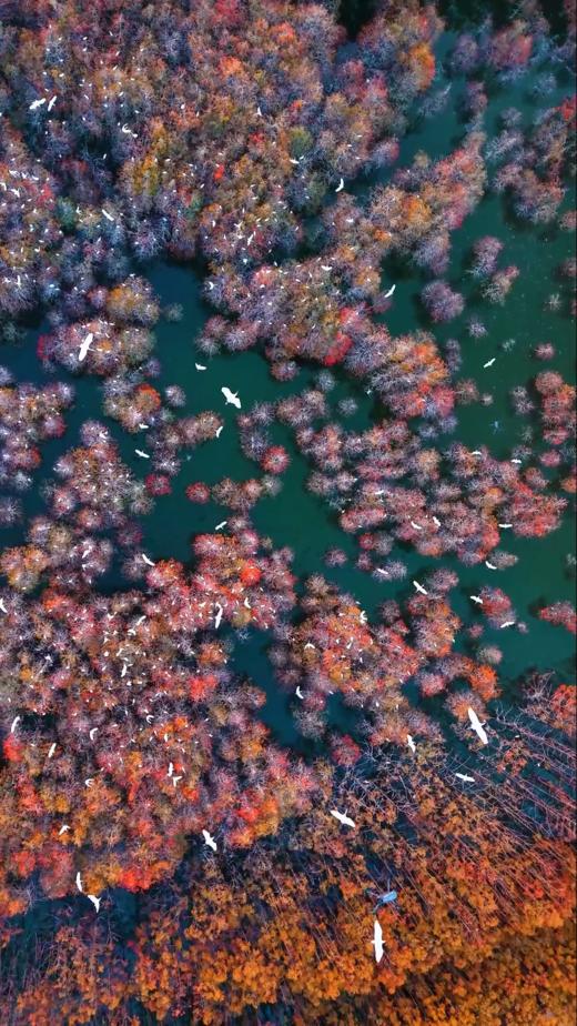 1月21日中山 “鹭鸟的天堂”1天航拍<精品小团> 商品图4