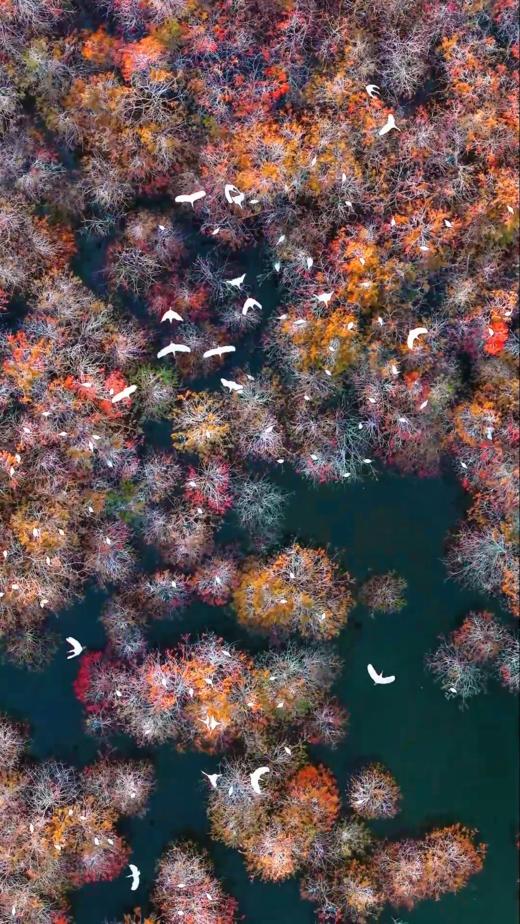 1月21日中山 “鹭鸟的天堂”1天航拍<精品小团> 商品图5