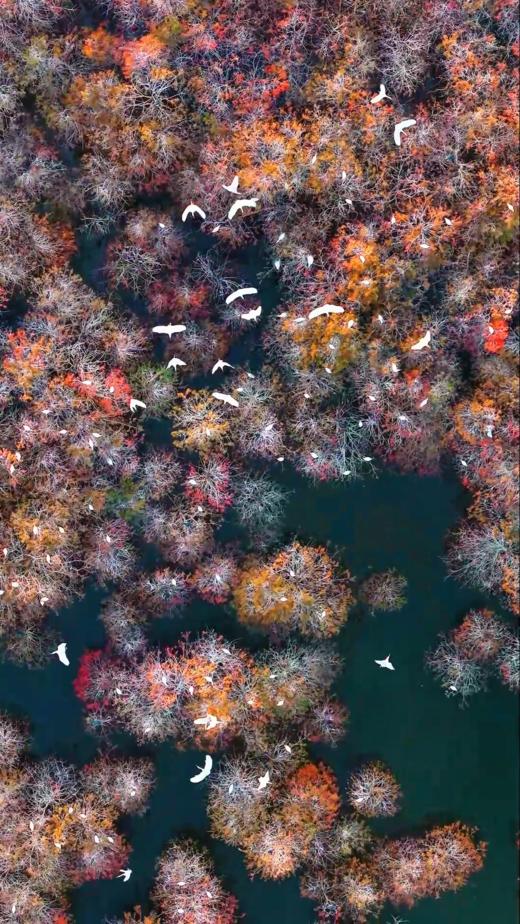 1月21日中山 “鹭鸟的天堂”1天航拍<精品小团> 商品图8