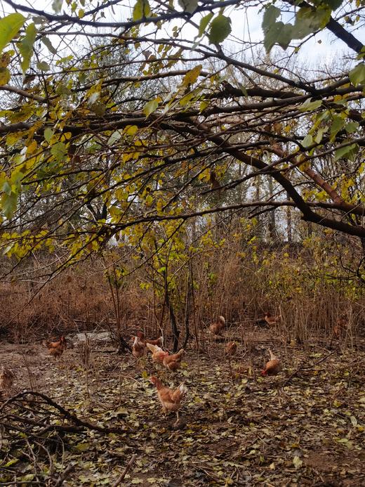 合作 | 生态散养艾叶鸡蛋10枚（非受精卵） | 产地：河北廊坊 | 生产者：纯草农庄【公平贸易农人定价】 商品图3