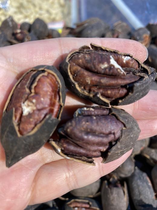 【坚果系列】碧根果 甄选好原果 颗粒饱满 壳薄易剥 果仁酥脆好吃~ 商品图6