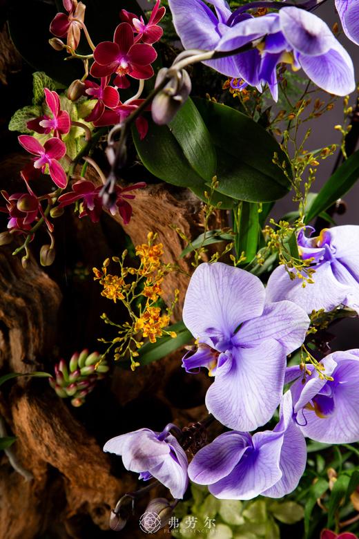 蛇衔宝珠 商品图1