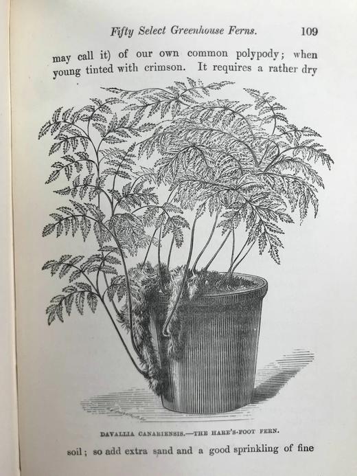 约19世纪后期 蕨类植物园艺指南 数十幅插图（含彩色） 漆布精装32开 商品图14