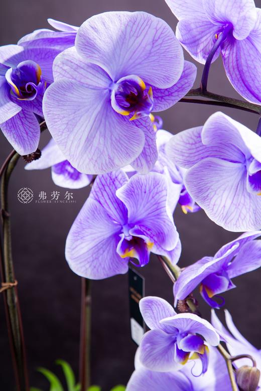 龙去蛇来 商品图3