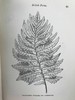 约19世纪后期 蕨类植物园艺指南 数十幅插图（含彩色） 漆布精装32开 商品缩略图13