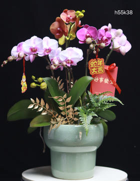 组合蝴蝶兰盆栽绿色陶瓷盆