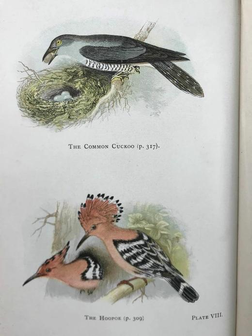 1911年 英国鸟类图鉴 16幅彩色与大量黑白文间木版画插图 漆布精装32开 商品图11