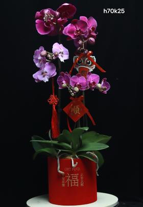 蝴蝶兰组合盆栽福桶