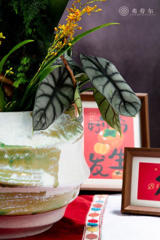 龙去蛇来 商品图4