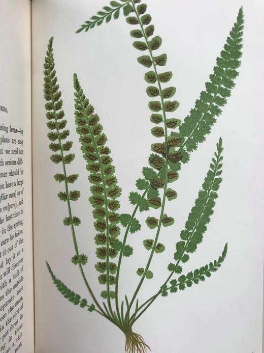 约19世纪后期 蕨类植物园艺指南 数十幅插图（含彩色） 漆布精装32开 商品图6