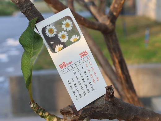 创意押花日历 商品图12