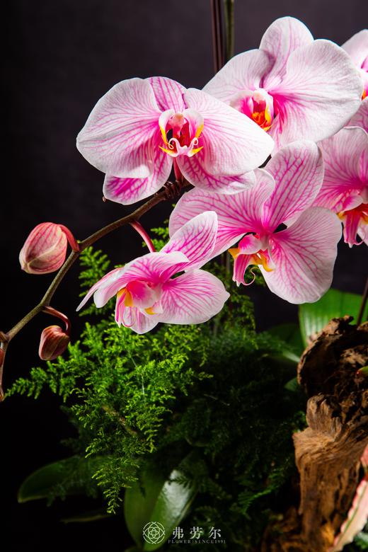 灵蛇献瑞 商品图2