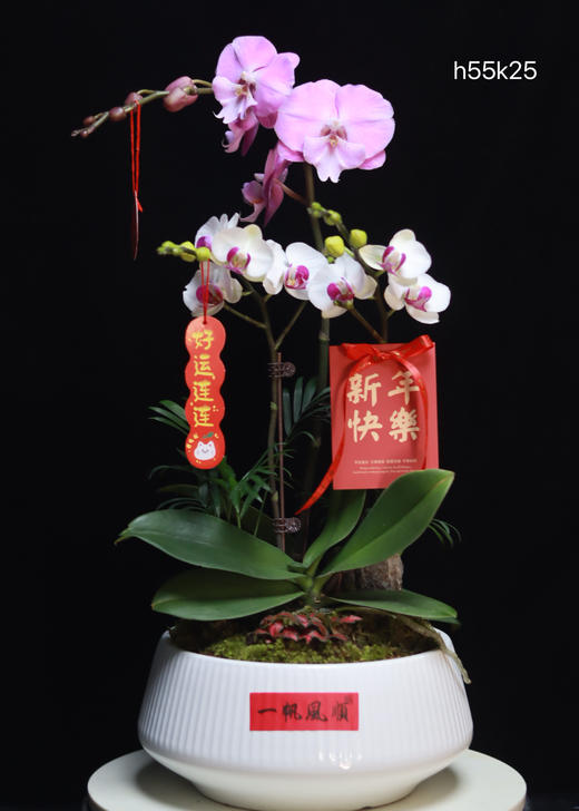 蝴蝶兰组合盆栽 商品图0