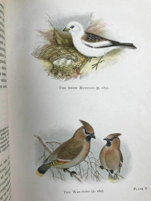 1911年 英国鸟类图鉴 16幅彩色与大量黑白文间木版画插图 漆布精装32开 商品图6