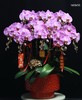 粉色蝴蝶兰 商品缩略图0
