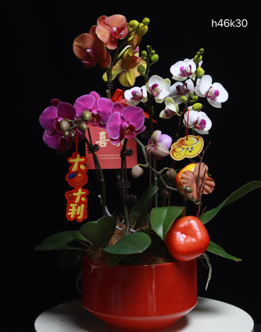 蝴蝶兰组合盆栽（6株） 商品图0