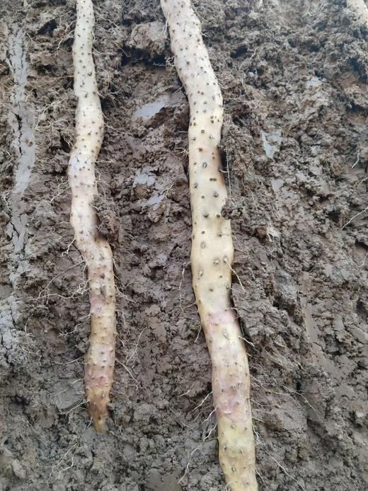 【助农】酵素种植的怀山药 ，山药片，山药粉，山药面皮，东沁阳酵素种植 商品图1