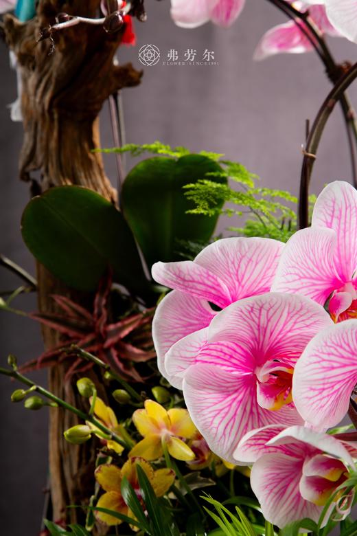 蛇年如意 商品图4