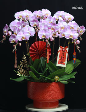 粉色蝴蝶兰10株--明星