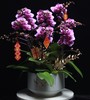 粉色蝴蝶兰盆栽 商品缩略图0