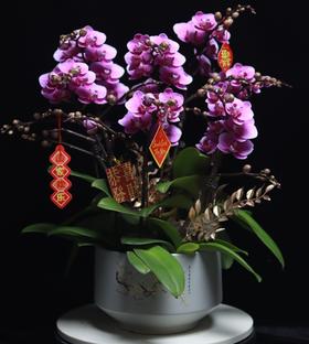 粉色蝴蝶兰盆栽