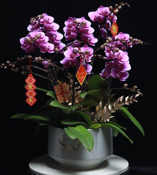 粉色蝴蝶兰盆栽 商品图0