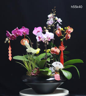 组盆蝴蝶兰黑色瓷盆