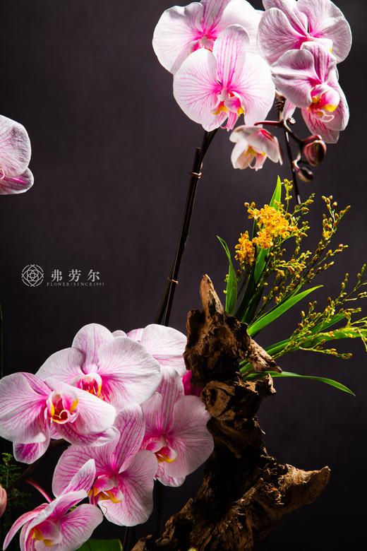 灵蛇献瑞 商品图1