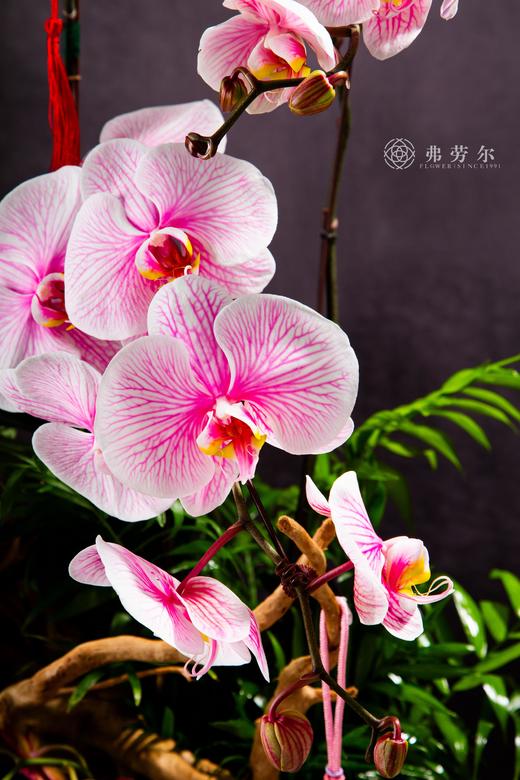 巳蛇呈祥 商品图1