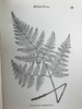 约19世纪后期 蕨类植物园艺指南 数十幅插图（含彩色） 漆布精装32开 商品缩略图11